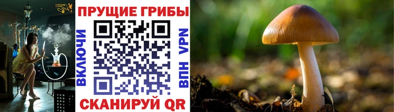 Галлюциногенные грибы мицелий  цены   Шали 
